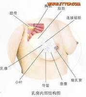 乳房_360百科