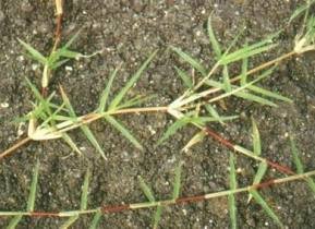 狗牙根,又名百慕达,禾本科狗牙根属暖季型草坪