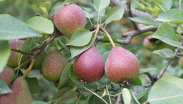 为茄梨芽变,是梨中外观漂亮全面紫红色的优良