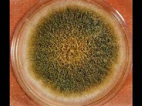 黄曲霉菌的孢子是一种过敏原