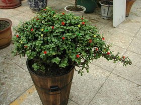 绿色植物金枝玉叶