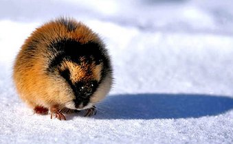 旅鼠属于啮齿目仓鼠科