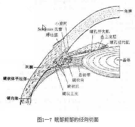 角结膜干燥症—干眼症