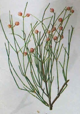 又名草麻黄,草本状小灌木