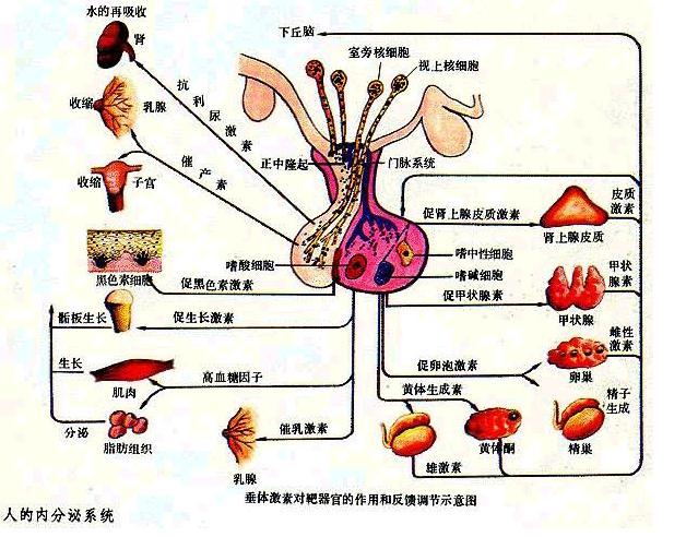 常伴有下丘脑-垂体-卵巢轴功能状态的