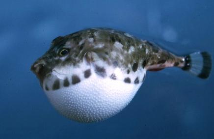 海归河豚毒杀男友原因及案发现场照片 肖某男