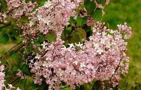 刺桐:泉州市市花+++<em>叶子花</em>:深圳