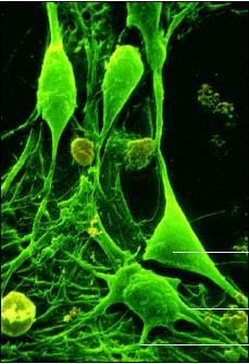 生命一号能增高吗-生命一号,生命一号官网,生命