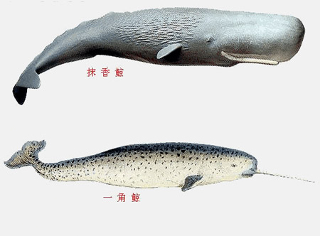 壁纸 动物 鱼 鱼类 450_332