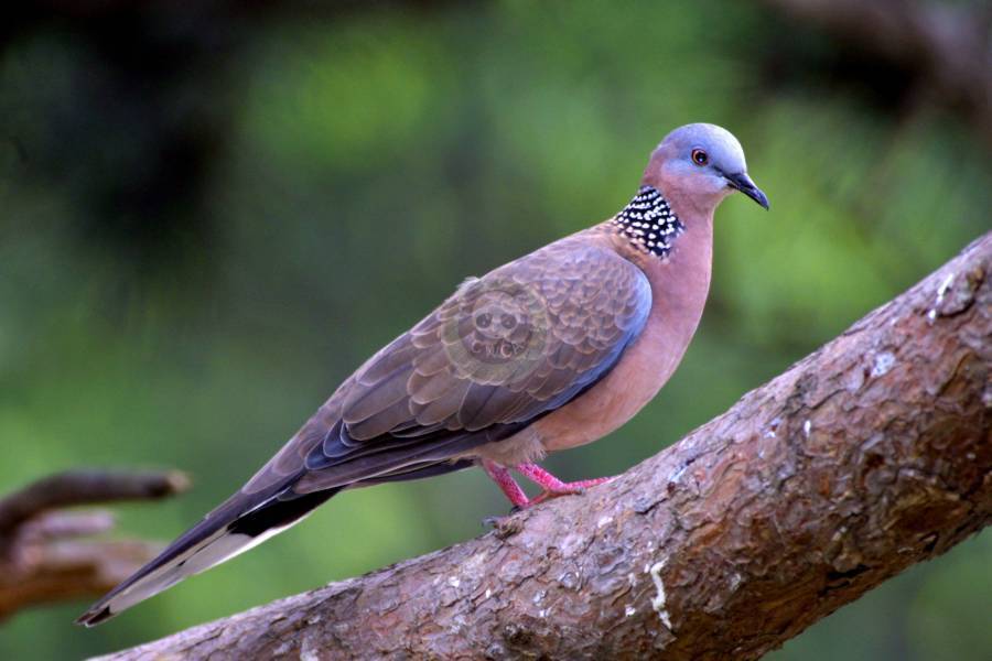 编辑本段习性+++成年灰斑鸠在树上筑巢