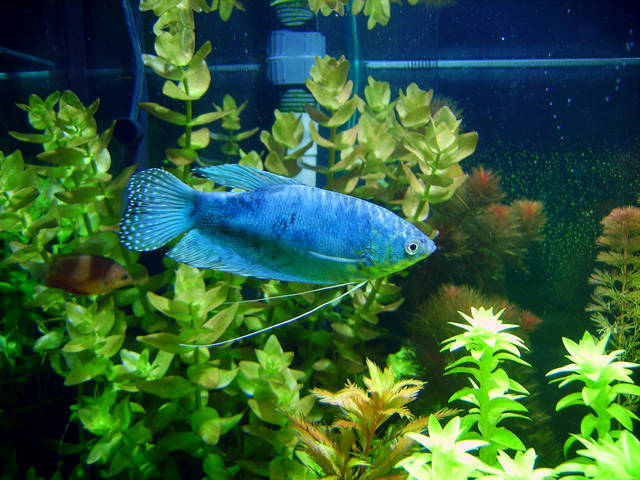 由于蓝星<em>鱼</em>产卵前有筑泡沫浮巢的习性