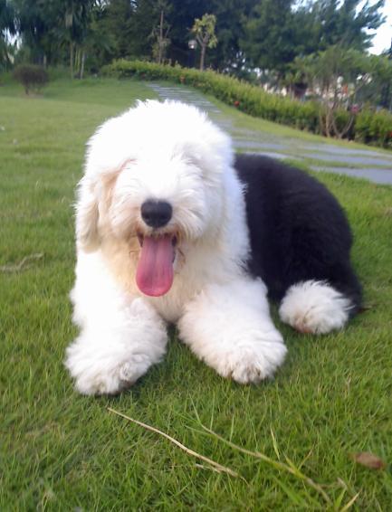 古英国牧羊犬_360百科