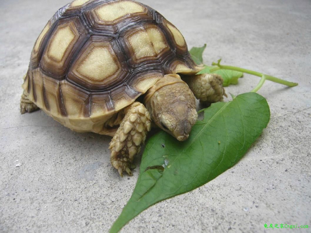 苏卡达象龟_360百科