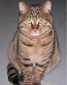 中国狸花猫_360百科