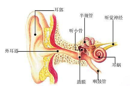 鼓膜振动,通过听小骨放大之后传到内耳,刺激耳蜗内的纤毛细胞(也称