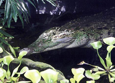 奥瑞纳克鳄鱼_360百科