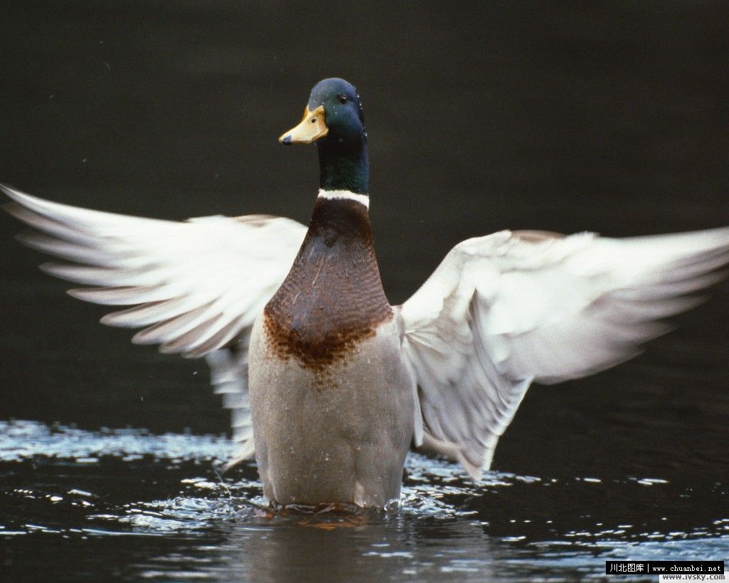加拿大鹅野鸭河 库存照片. 图片 包括有 全身羽毛, 野鸭, 鸭子, 水鸟, 水路, 野生生物, 鸟舍, 票据 - 12259640