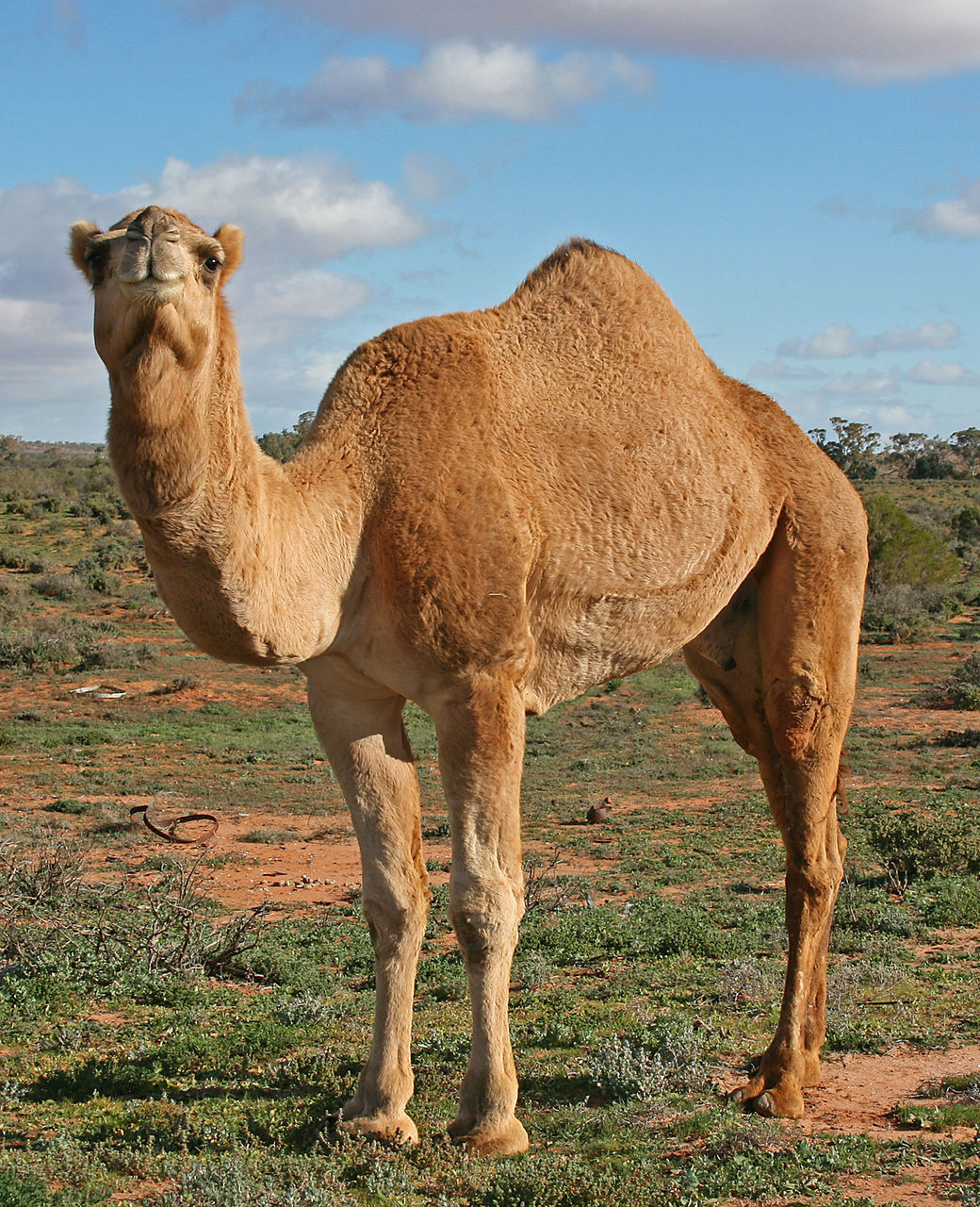阿拉伯骆驼, erg, 沙, 撒哈拉, 风积地貌 高清壁纸，性质 图片，桌面背景和图片