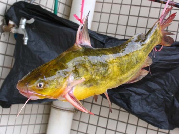 qq最高等级_qq农场种啥收入最高(3)