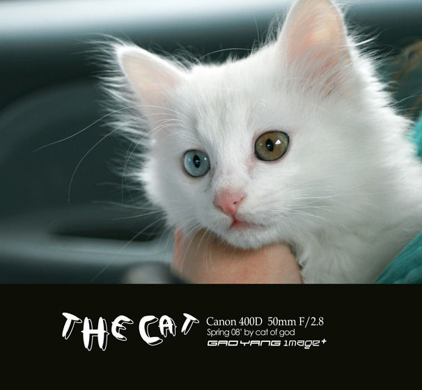 (图)山东狮子猫