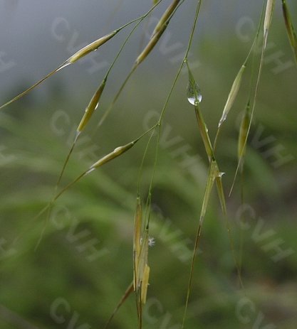 芨芨草