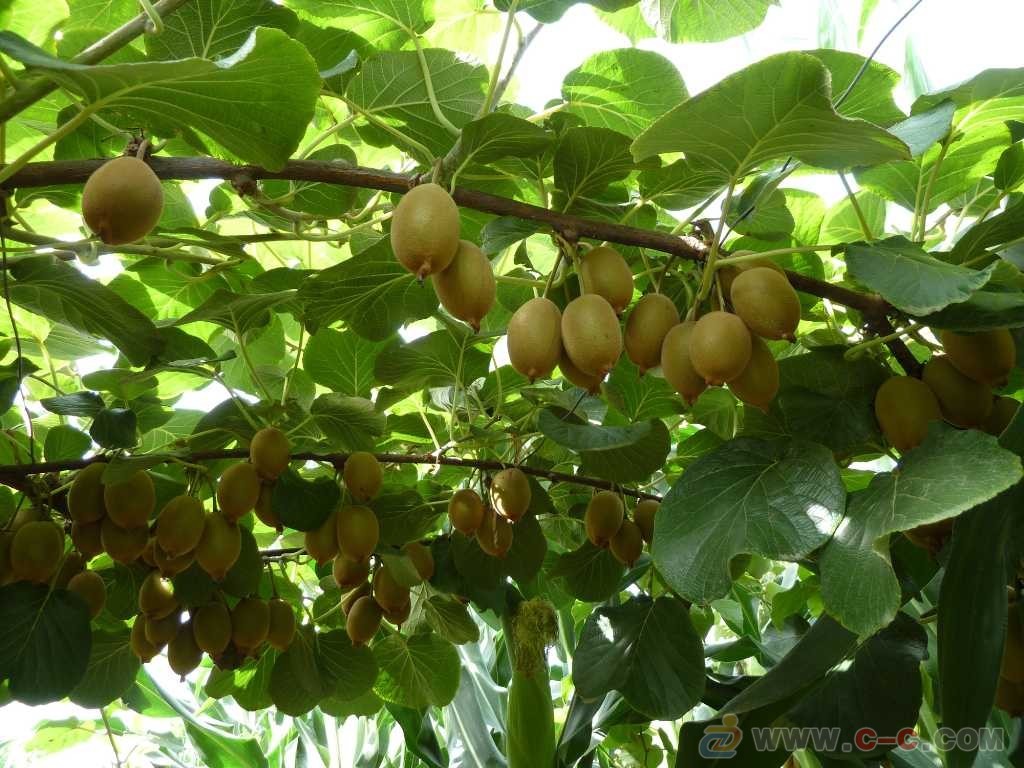 猕猴桃树图片