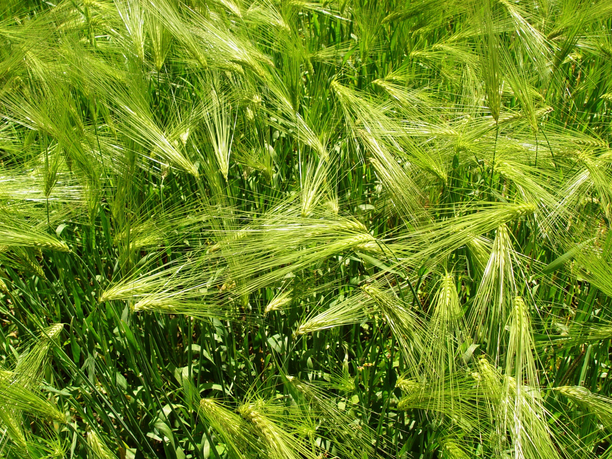 青稞的拼音 360搜索