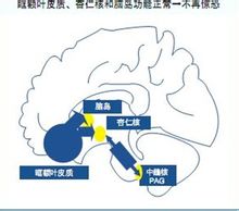 区域还包括杏仁核
