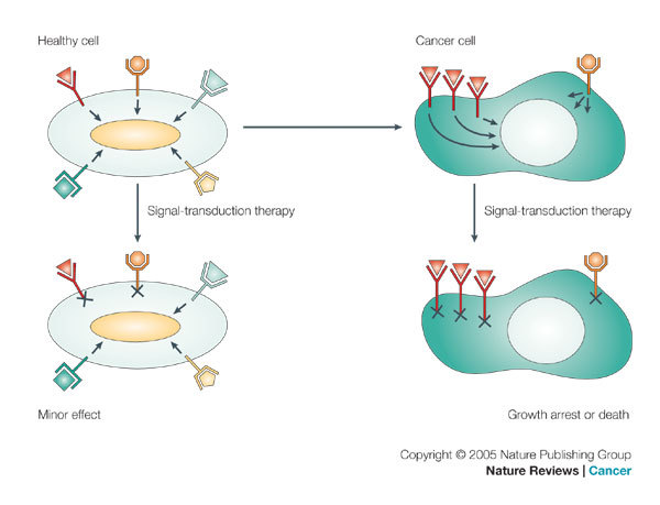 糖皮质激素_糖皮质激素的副作用_糖皮质激素
