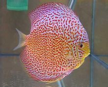 七彩神仙鱼别名铁饼,七彩燕