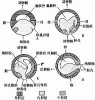 原肠腔形成的原因 细胞分化 以高等动物为例,受精卵卵裂进行