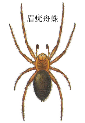 1906)    纲:蛛形纲    目:蛛形目    科:皿蛛科    属:疣舟蛛属