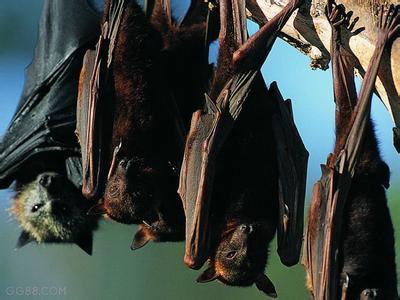 蝙蝠-翼手目哺乳动物