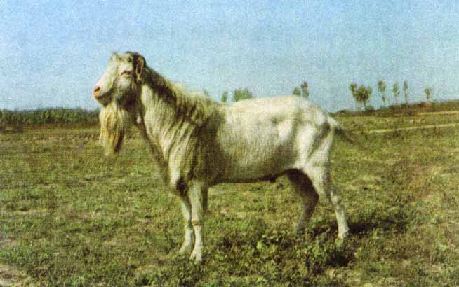 公羊 - 哺乳纲羊亚科动物