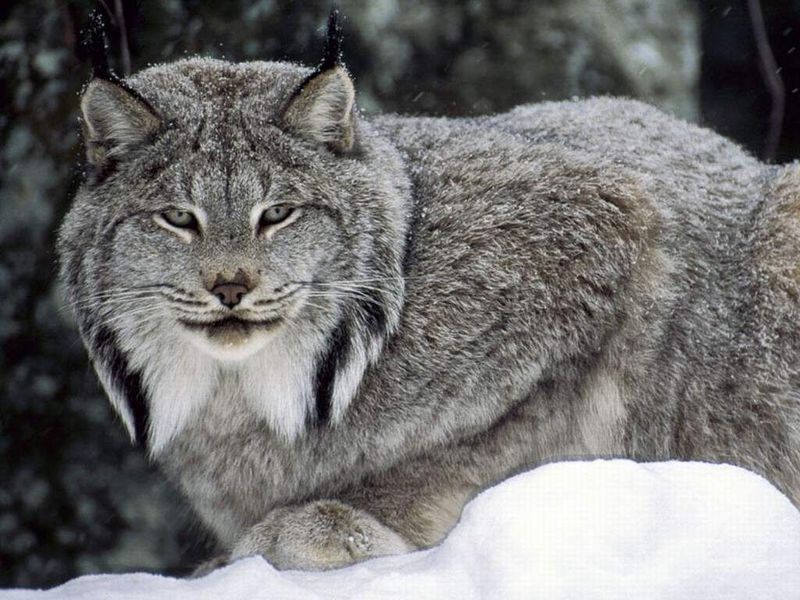 猞猁曾被认为是短尾猫家族的一个亚种.