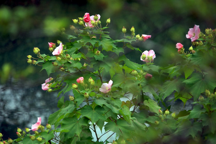 木芙蓉图片和介绍(木芙蓉图片植物图片)