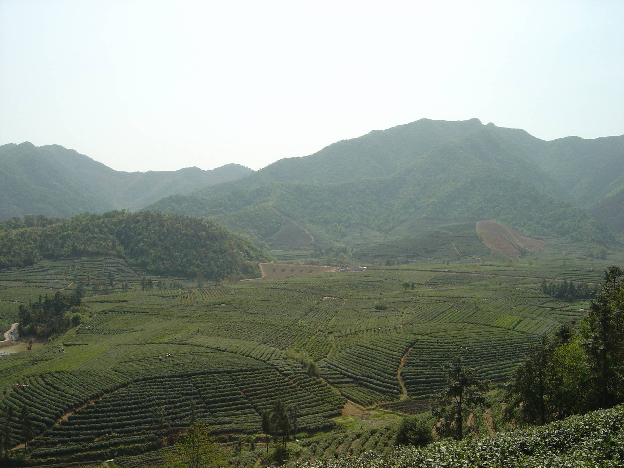 龍塢茶休閒村