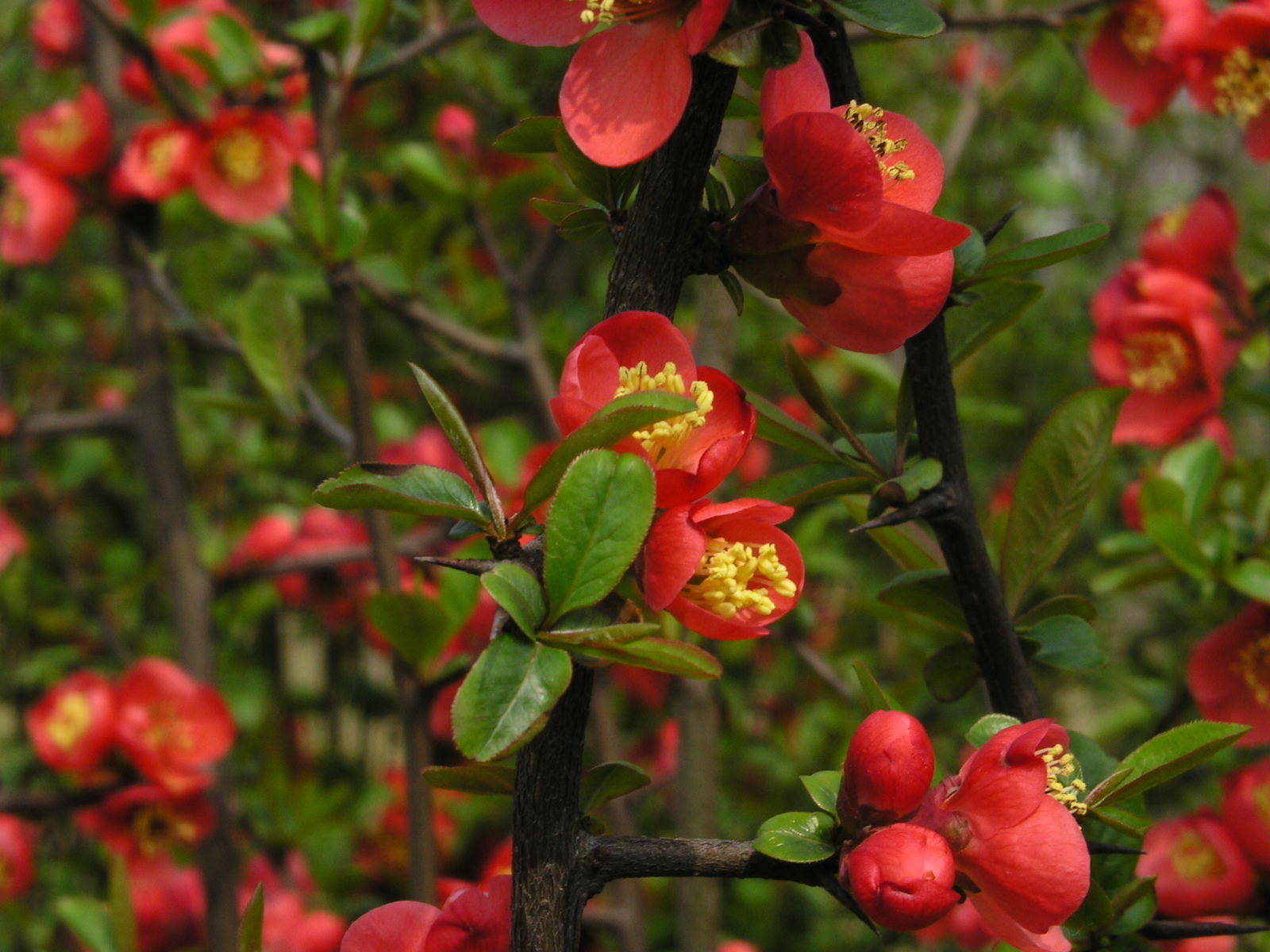 来看稀奇在泸州这种水果叫花红你见过吗
