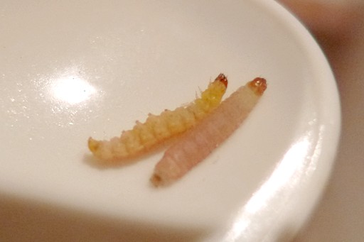 首先申明非马桶厕所捞上来之物,用腐烂肝脏培养的,特腥,蛆的一个好处