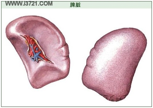 脾脏_好搜百科