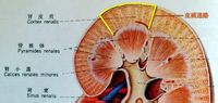 肾皮质迷路手绘图图片