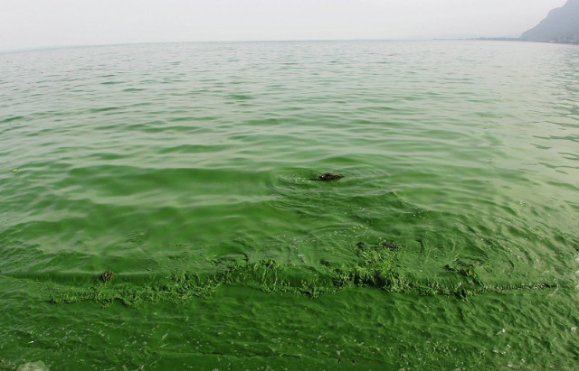 面源污染_360百科