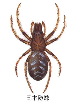 日本隐蛛